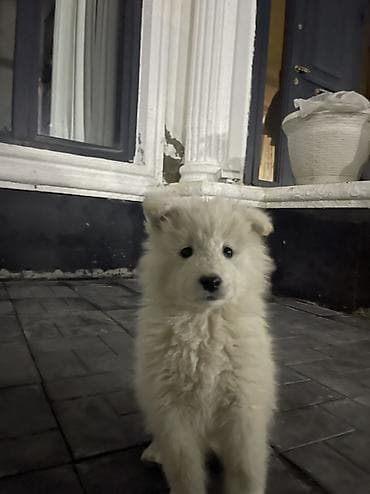 xasqi itleri: Samoyed, Pulsuz çatdırılma — 9
