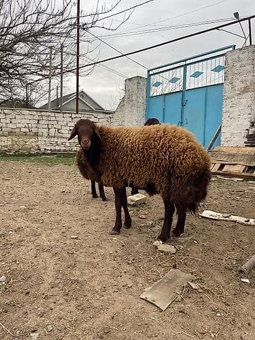 Qoyun – yerli cins, qəhvəyi rəngli, qalın və sıx yun örtüyü ilə lalafo.az -da Qoyun – yerli cins, qəhvəyi rəngli, qalın və sıx yun örtüyü ilə