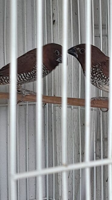 hazir belekler: Hazır cut muskat amadinler — 3