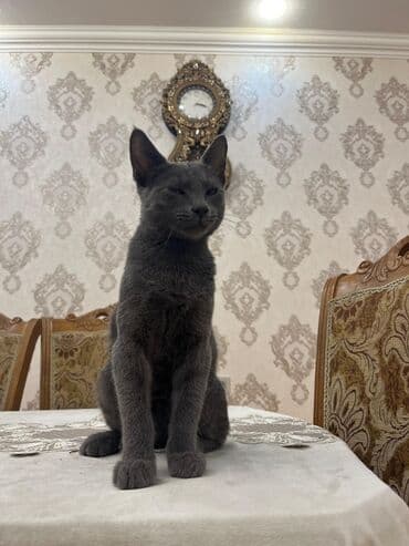 британская голубая кошка: Русская голубая — 2