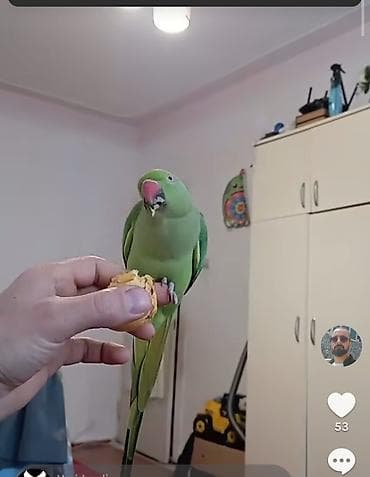 Yaşıl rəngli Aleksandr papuqayı (ringneck) – ev şəraitinə uyğun, 1 — 2