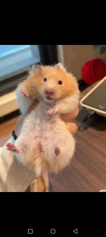 heyvanla barter: Növ: Hamster (ev heyvanı) Rənglər: krem, açıq qəhvəyi-ağ qarışıq — 4