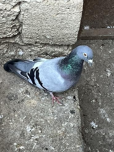 goyercinlər: Goy drakon erkek satilir barteri mumkundu narmalni ag nisan mayayla — 2