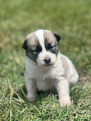 balaca sirin itler: Akita-inu, Dişi — 1