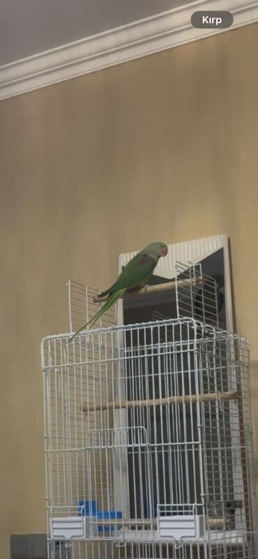 Alexsander ful ruçnoy 7 aylıq