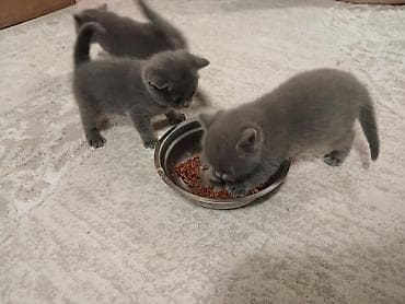 Britan, Yaxşı əllərə