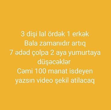 Dişi, | Lal ördək, Damazlıq