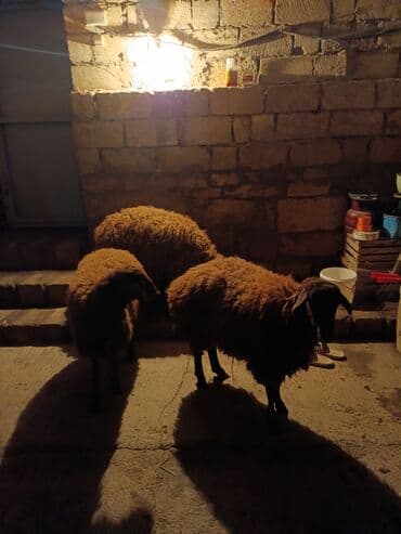 sort qoyunlar: Dişi, il: 1, 40 kq, Ətlik, Ünvandan götürmə — 5