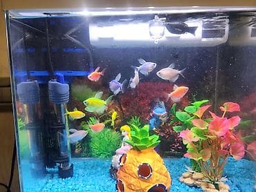bala keçi: Akvarium, 14 ədəd balıq, 3 ədəd aksesuar, daşlar. Akvariumda qızdırıcı — 4