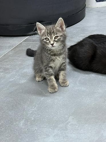 Кошки: Шотладская вислоухая — 10