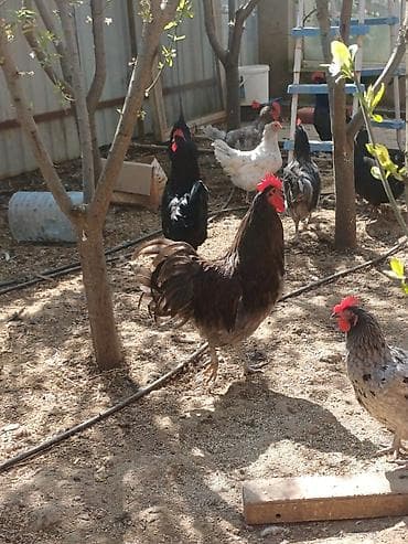 Сельхоз птицы: Məhsul: Xoruzlar ve mayali yumurtalar satisda Təsvir: - — 9