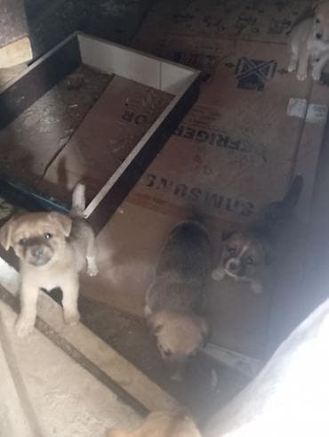 sudluk inek satisi: Məhsul: Balaca it balaları Təsvir:salam 2 ayligdilar cinqrodu — 4