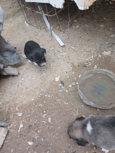 cau cau iti satilir: Məhsul: Balaca it balaları Təsvir: - Şirin balalar – bir neçəsi — 2