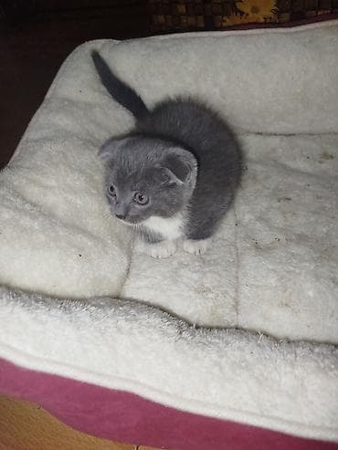 pekines balası: Şotland yastı qulaq — 4