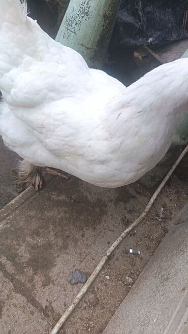 liqorin toyuğu: Toyuq, Brama, Damazlıq — 2