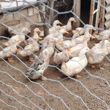 ördək bala: Ağ lələkli təsərrüfat ördəkləri - Növ: ev təsərrüfatı üçün ətlər və — 5