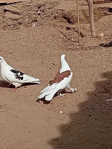 qefes satisi: Kəvən baladi satılır real alıcılar əlaqə saxlasin — 1