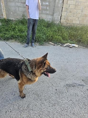 tovuz qusu yumurtasi: Alman çoban iti, 11 ay, Dişi, Ünvandan götürmə — 7