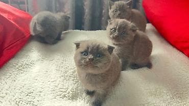 ev pisik: Şotland — 2