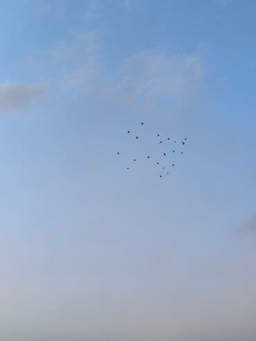 Məhsul: Göyərçin 40 ədəd topdan Təsvir: - Şəkillərdə müxtəlif rəng və — 4