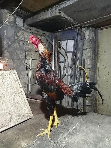 kənd xoruzu: Xoruz, il: 1 — 4