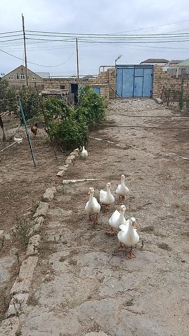 ov itləri satışı: 3ayliq 20gunluk yerli kənd qazları.qiymət 30AZN.5 ədəd.Unvan Bakı — 2