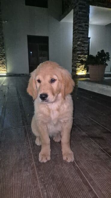 itlərin satışı: Retriever, 4 ay, Dişi, Peyvəndli — 2