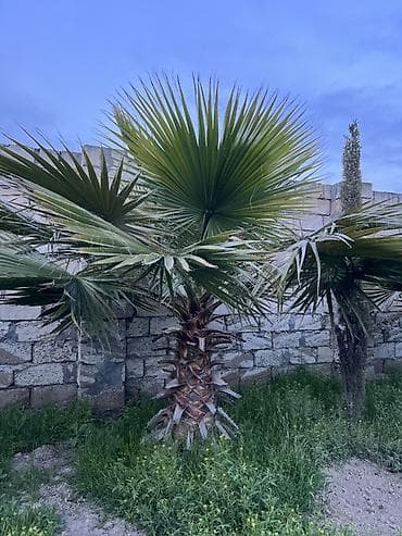 palma ağacları: Dekorativ fan xurması (Washingtonia robusta tipli) – bağ və həyətlər — 7