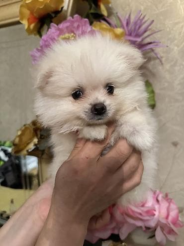 zvanok it type 0: Pomeranian Spitz bala – ağ krem rəngli, super yumuşaq və sıx ikiqat — 2