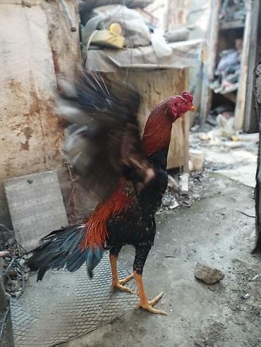 Bece iyul becedi ela bece isdeyenler elaqe saxlasin real alana endirim — 4