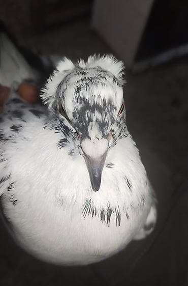 irşad electronics tovuz: Çil erkeydi hazir qizğin erkeydi tam sağlam qusduunvan Gence — 2