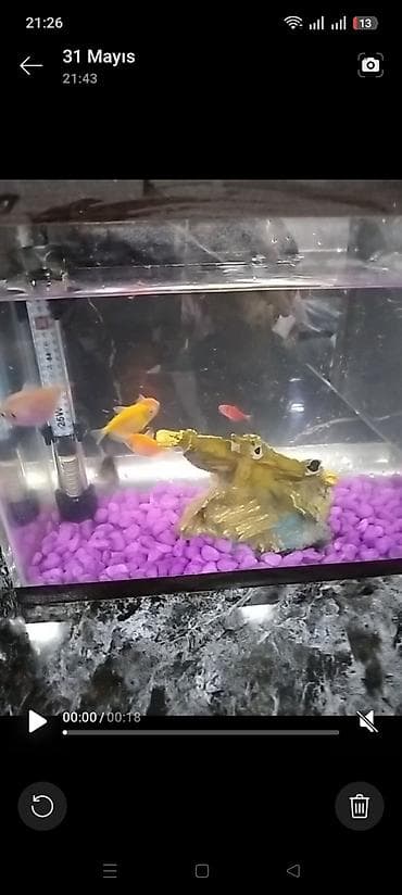 Akvariumlar: Akvaryum dəsti 3baliq - Şüşə akvaryum: ölçülər təxmini 30 sm (eni — 1