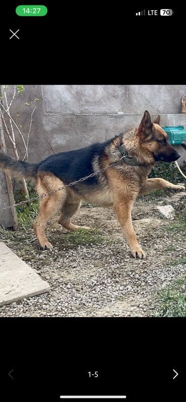 cane corso qiymeti: Alman çoban iti, 2 il, Erkek, Sənədli — 5