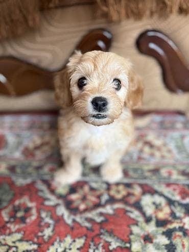 en ucuz itler: Malta bolonka, 2 ay, Dişi, Peyvəndli, Ünvandan götürmə, Pulsuz çatdırılma — 3