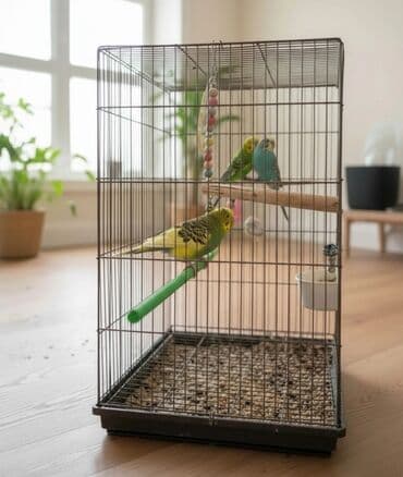 Голуби: 1 ekey 2 dişi qəfəs Le birlikdə satilir — 3