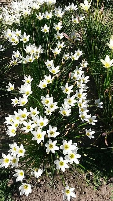 nerjavika dazan: Nərgizlər: Ətirli qışda açan nərgizlər - 3-4 soğan 1 AZN Yazda — 7