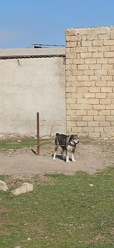 qız it adları: Qurdbasar, 2 il, Dişi — 6