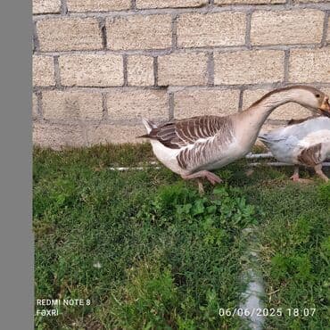 ördək yumurtası satışı: Erkək, Damazlıq, Ödənişli çatdırılma — 4