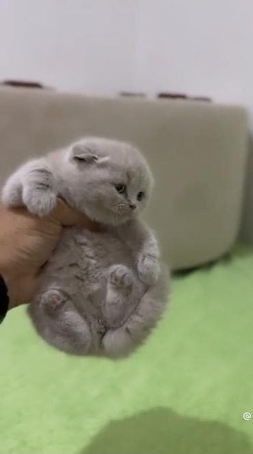 pişik adları: Şinşilla — 3