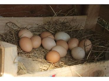 Yumurta: Kend yumurtası yeyinti ve mayali 30 qepik. bildirçin yumurtası 15 — 2