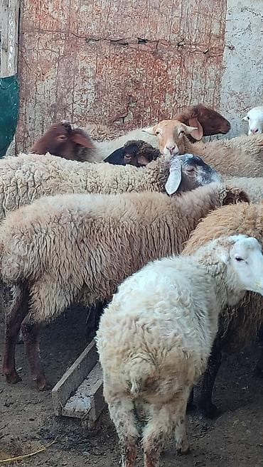 Sağlam cavan heyvanlardi kom satılır Kurdexanidadi. Ümumi 12 Heyvandi