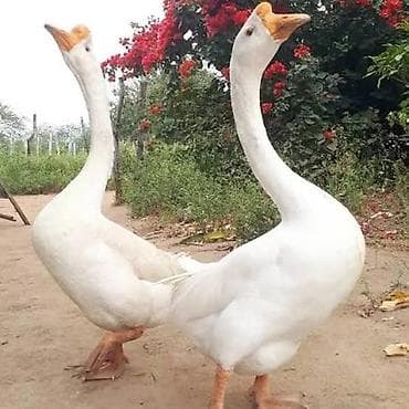 Linda kuban balalari. unvan Novxani — 1