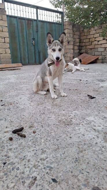 Xaski, 9 ay lalafo.az -da Xaski, 9 ay