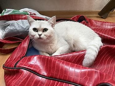 pişik itib: Şinşilla, Dişi, Yaxşı əllərə, Ödənişli çatdırılma — 2