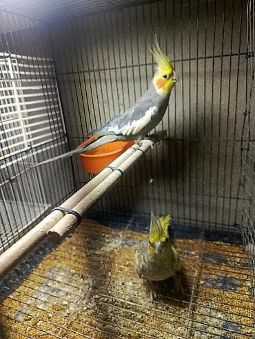 papuqay sesi: Korella tutuquşu satılır qiymət 75 manat sondu ünvan yeni suraxanı 3 — 4