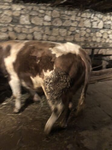 Qoruyucu plyonka və şüşələr: Satlıq iri buynuzlu heyvan – erkək mal (öküz). Xüsusiyyətlər: - Növ — 1