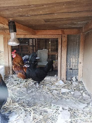 dekorativ toyuq: Toyuq, Damazlıq — 3
