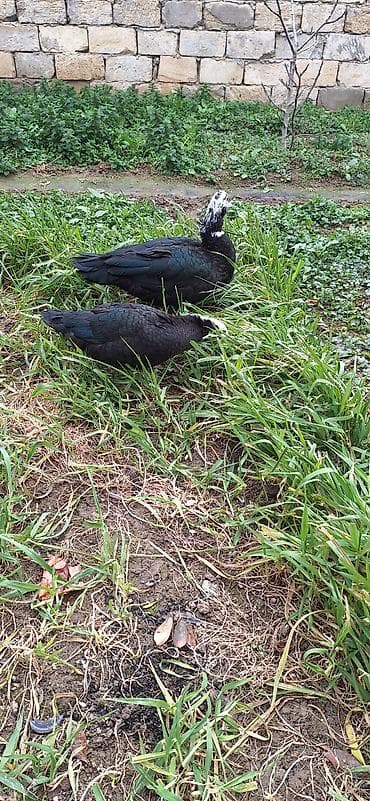 kuban ördek: 5- 6 aylıq Lal ördekler .bir fere bir xoruz çütü 65 manat — 5