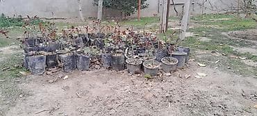 gulu: Məhsul: Gül kolları (qızılgül fidanları) 1 dənəsi 50 qəpik Təsvir: - — 7