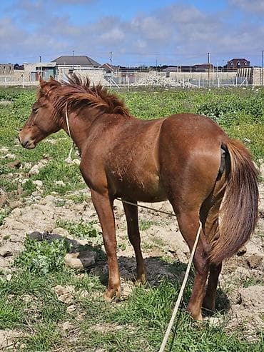 heyvanlar quba: 9 ayliq At cavandi yorğadi. real alanar buyursun ünvan ramani — 4